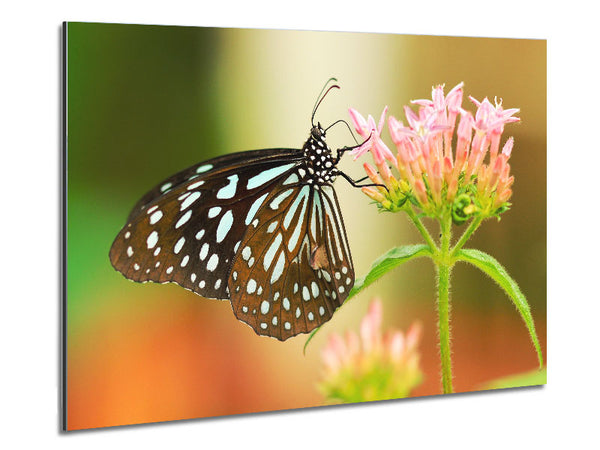 Butterfly feeding time Metal Print