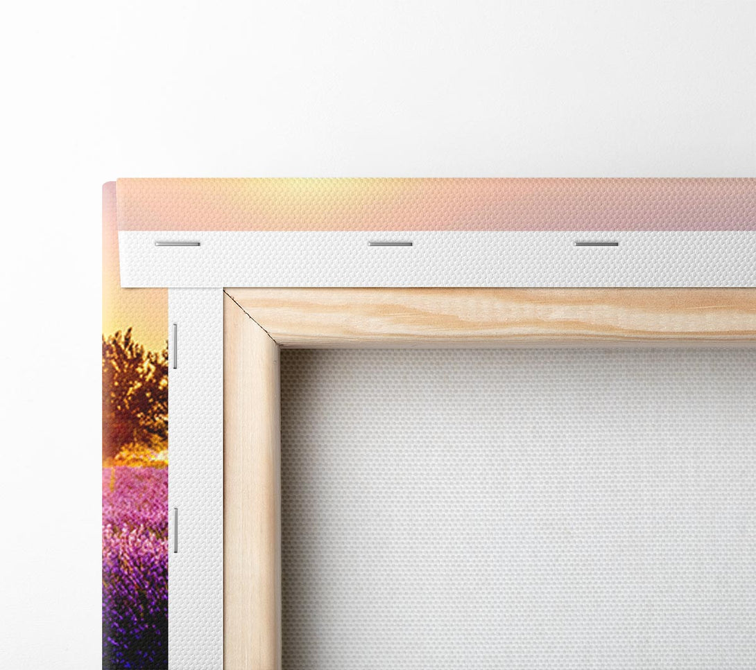  A Canvas Print of Sunflare over the lavender Canvas Print