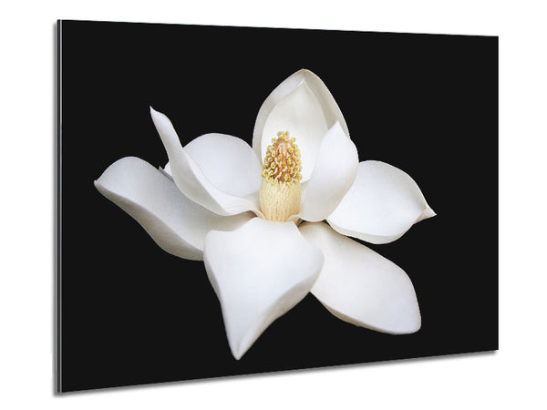 White flower on black delicate Metal Print