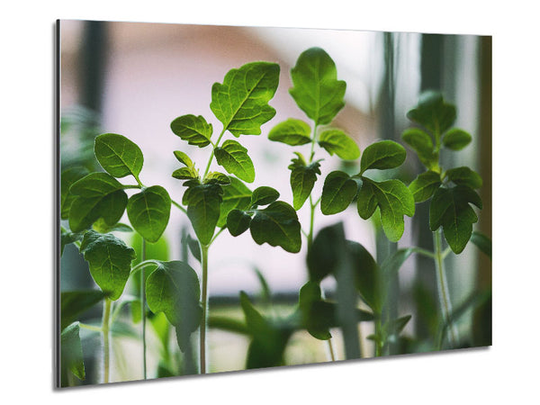 Baby foliage growing Metal Print