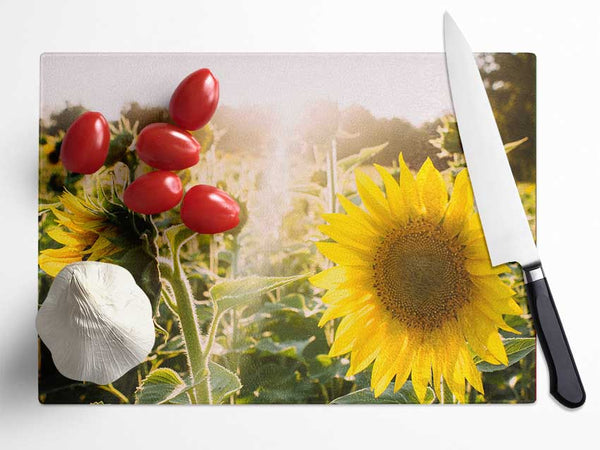 Sunflowers standing tall Glass Chopping Board