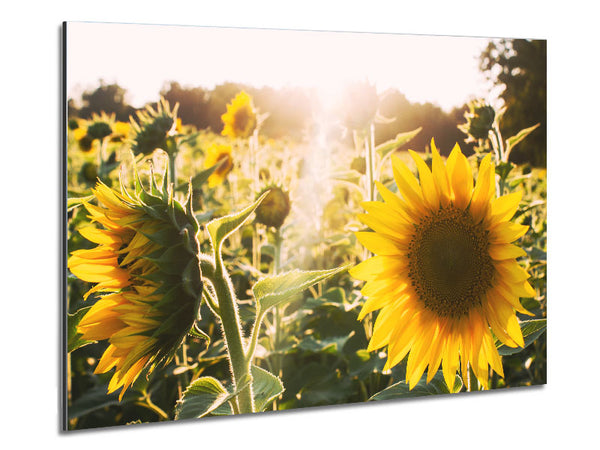 Sunflowers standing tall Metal Print