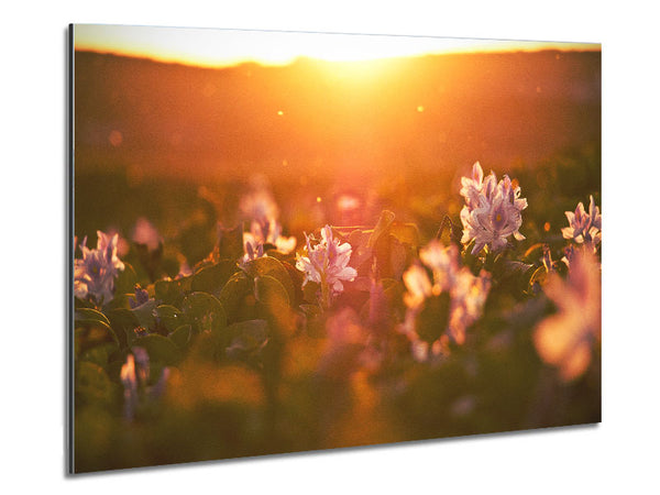 Diffused light on the meadow Metal Print