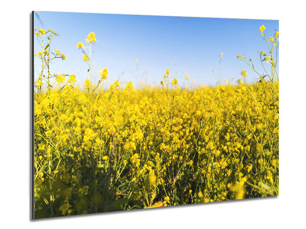 Summer harvest fields Metal Print