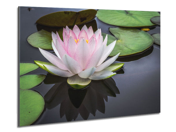 Pond plant floating on the lake Metal Print