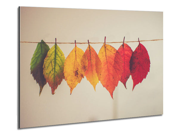 Summer to spring leaves Metal Print