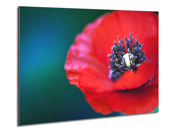 close look inside a poppy Metal Print