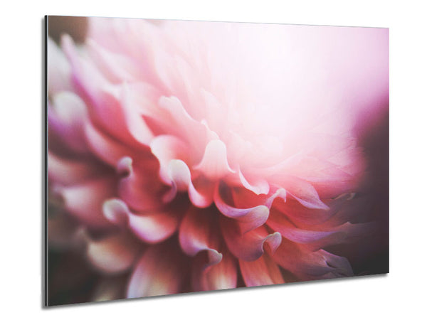 pink flower opening inside Metal Print