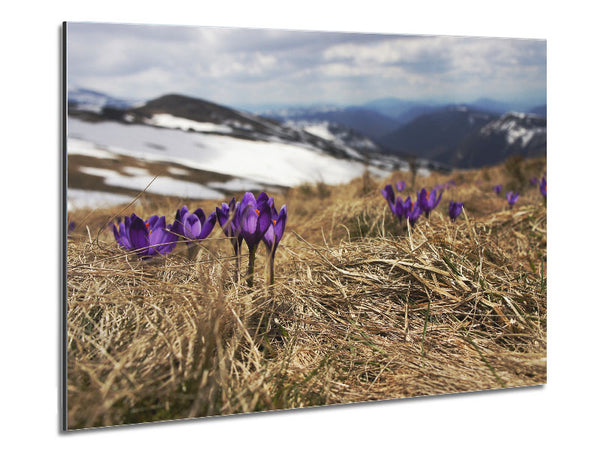 Purple crocus sprouting through the grass Metal Print