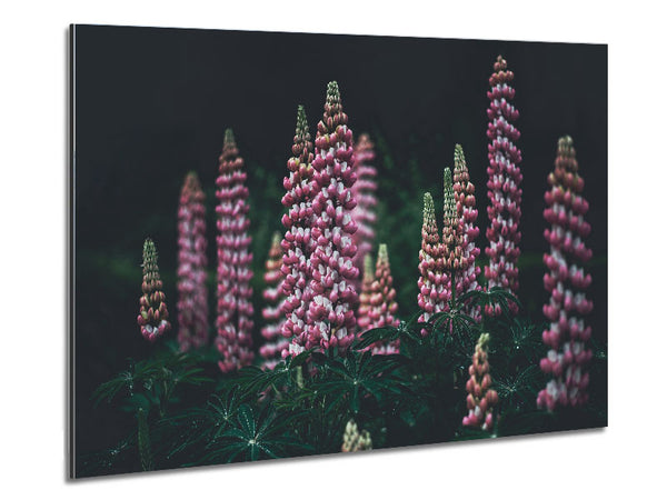 Loopins standing tall above the undergrowth Metal Print