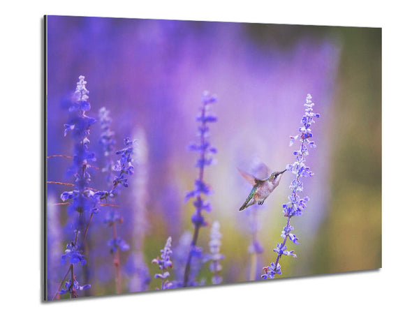 Humming bird feeding time Metal Print