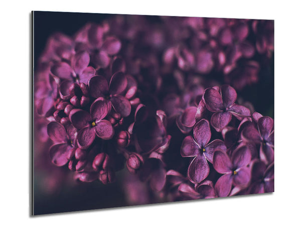 Minature purple flowers Metal Print