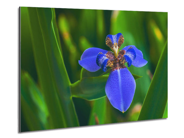 Tiny blue flower in shot Metal Print