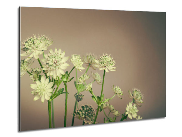 White flowes on the grey Metal Print
