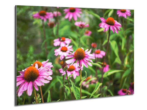 Pink flowers down below in the grass Metal Print