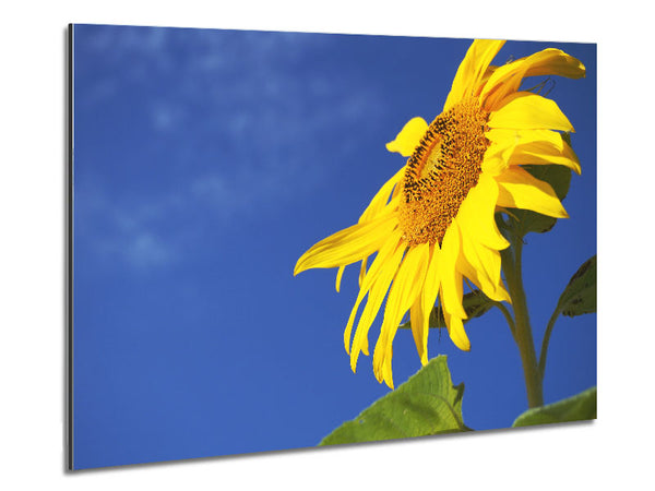 Yellow sunflower standing above the rest Metal Print