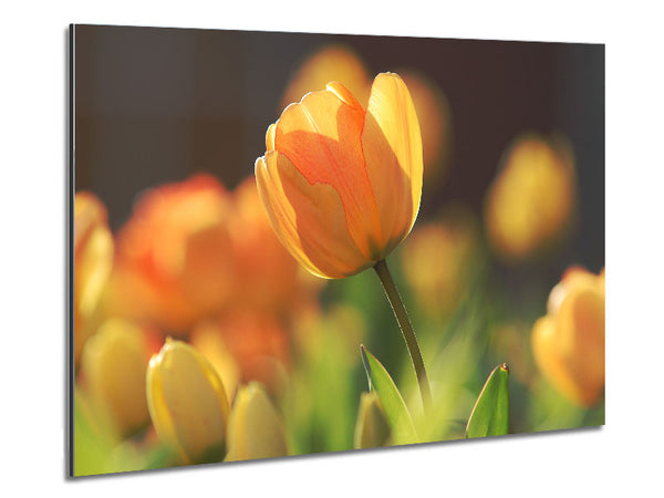 Yellow tulip in the spring Metal Print