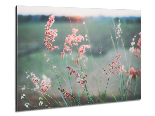 Peach coloured flowers in the morning meadow Metal Print