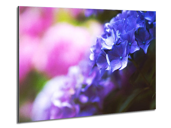 Pretty small purple flowers Metal Print