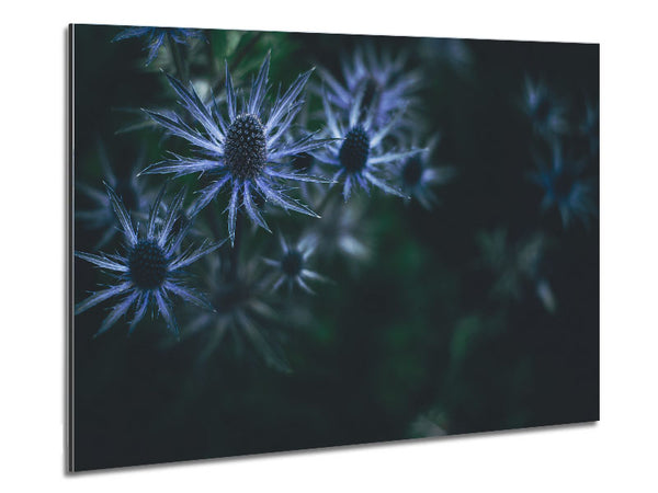 Spring thistle Metal Print