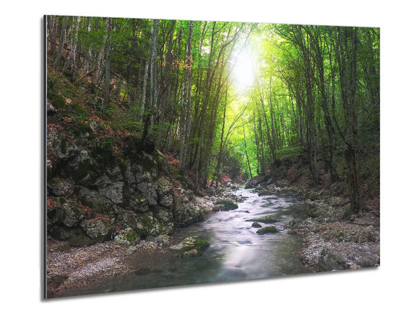 Green woodland stream walk Metal Print