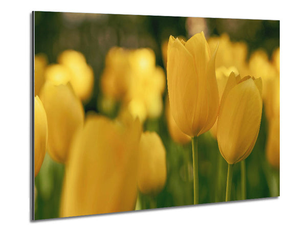 Yellow tulips supreme Metal Print