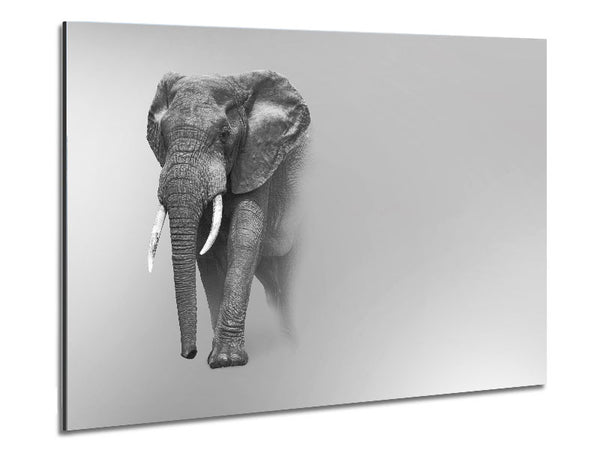 Elephant In The Mist Metal Print