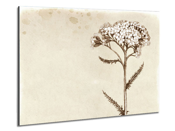 Floral Beauty Sepia Metal Print