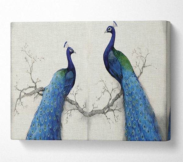  A Canvas Print of The Peacock Duo Canvas Wall Art