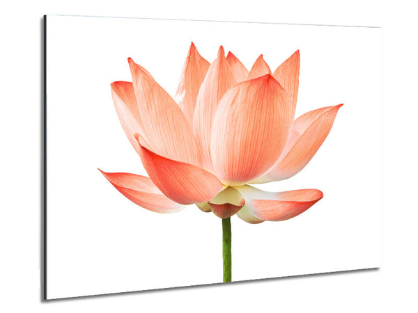 The Peach Flower Beauty Metal Print