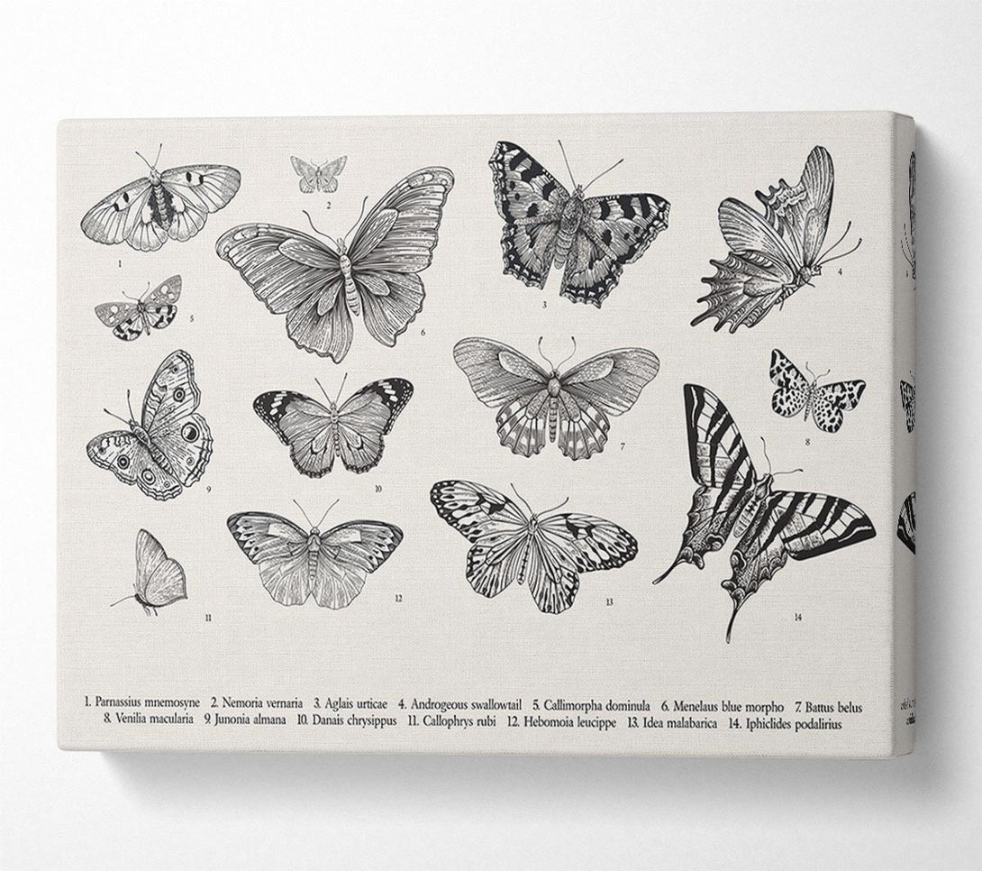  A Canvas Print of British Butterflies Canvas Art