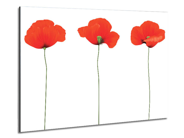 Three Poppies Standing Metal Print