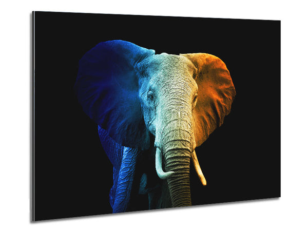 Tri Coloured Elephant Metal Print