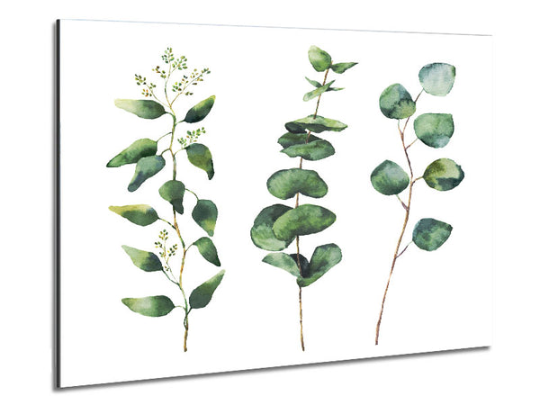 Three Green Foliage Stems Metal Print