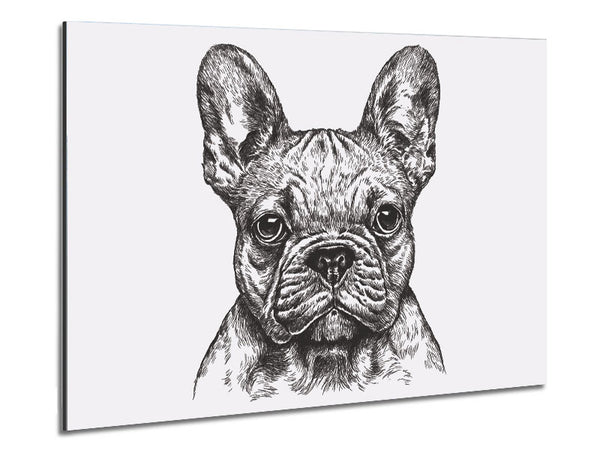 French Bulldog Sketch Metal Print