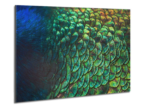 Closer To The Feathers Metal Print