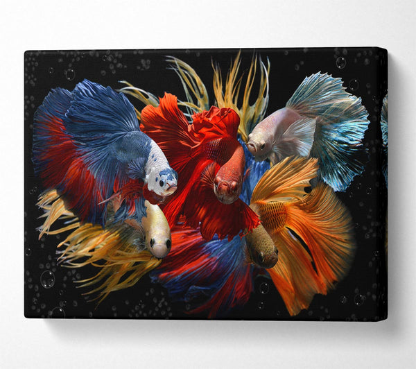  A Canvas Print of Siamese Fighting Fish Canvas Art