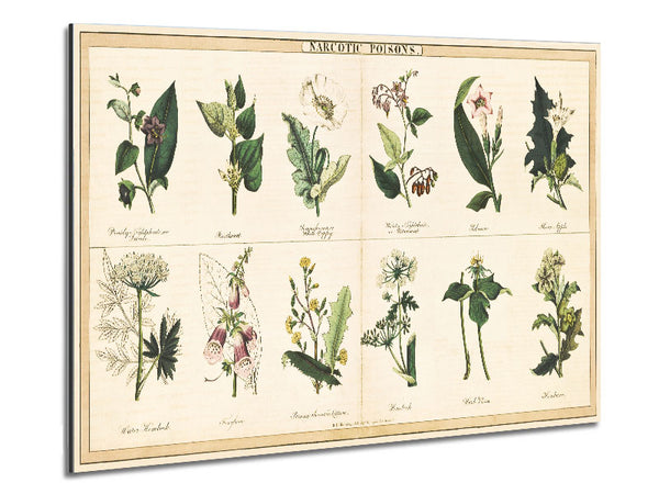 Flower Illustrations Metal Print