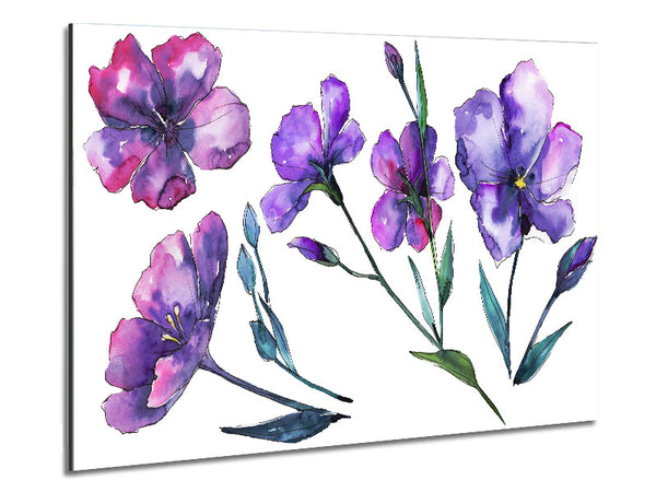 Purple Crocus Flowers Metal Print