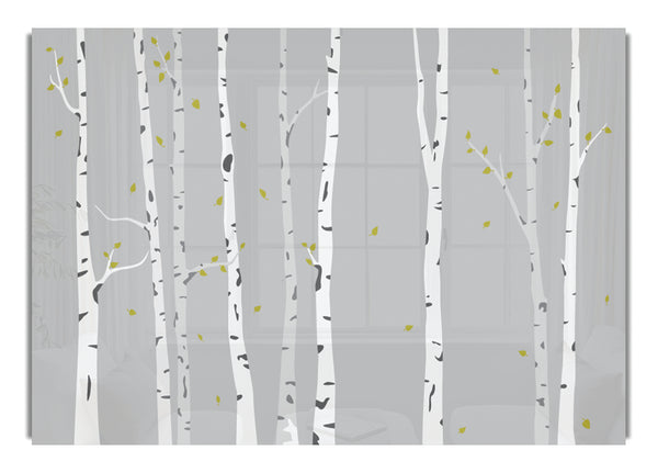 Birch Trees On Grey