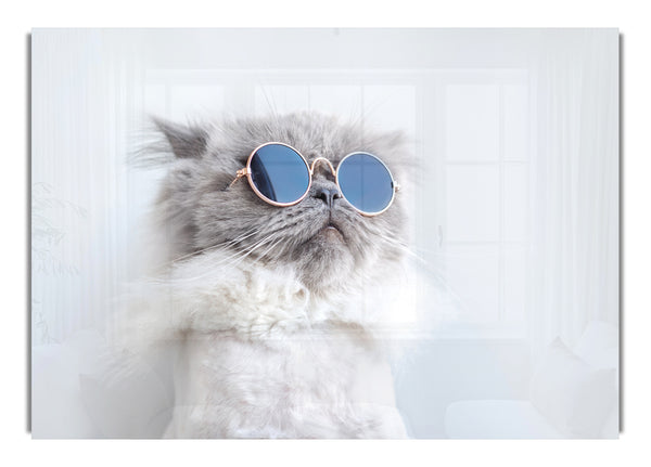 Die Katze mit der Brille