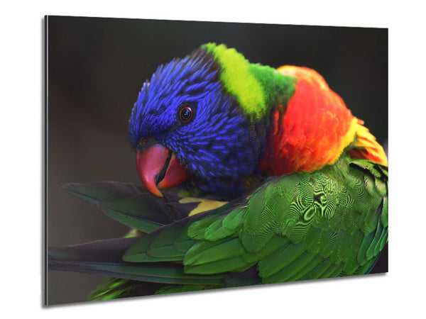 Colourful Parrot Feather Peck Metal Print