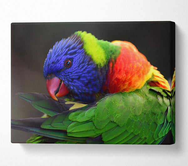  A Canvas Print of Colourful Parrot Feather Peck Canvas Art