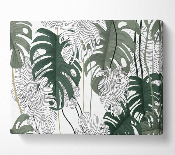  A Canvas Print of Cheese Plant Leaves Canvas Wall Art