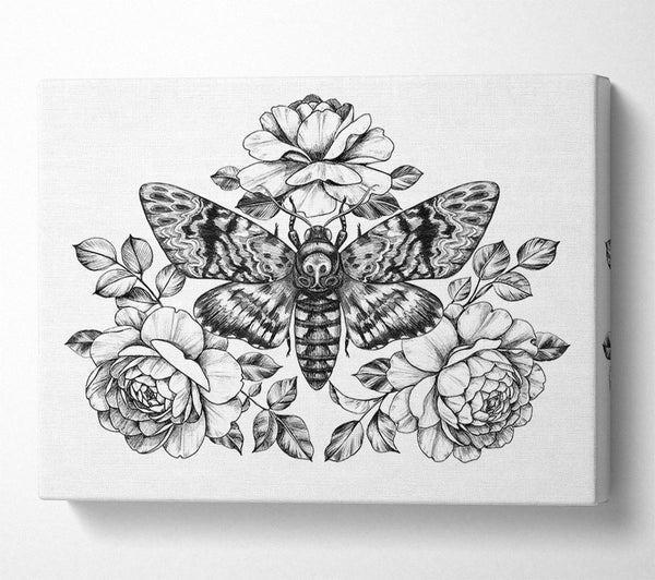  A Canvas Print of Death Head Moth Canvas Wall Art