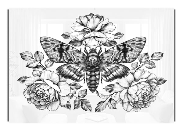 Death Head Moth