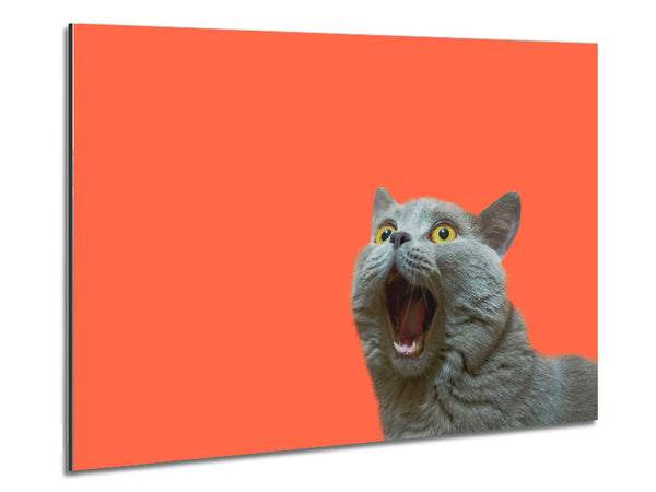 Cat On The Orange Metal Print