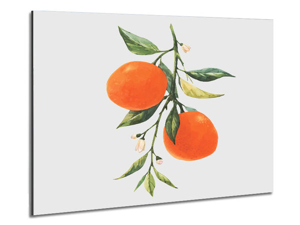 Oranges Fresh On The Branch Metal Print