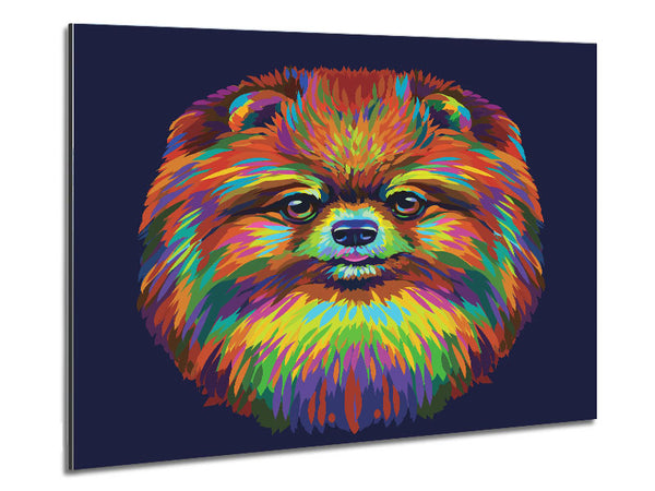 Big Fluffy Pomeranian Metal Print