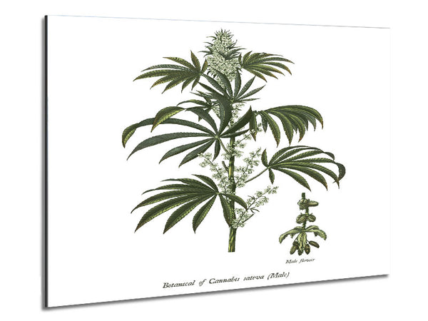 National History Botanics Metal Print